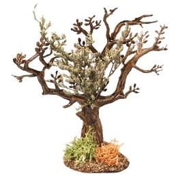 Árbol de olivo h 13 cm