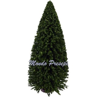 Spruce 19 cm h.