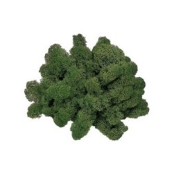 Lichene verde muschio 500 gr
