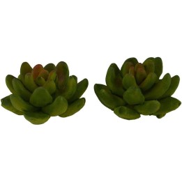 Coloca 2 plantas a 3 cm.