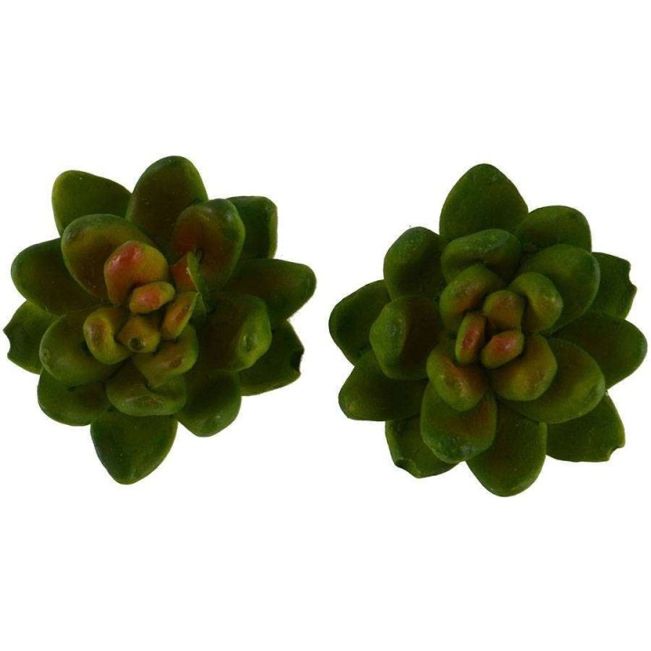 Coloca 2 plantas a 3 cm.